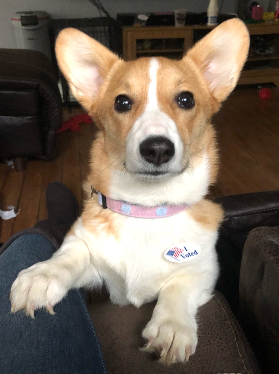 AlovesChanel's tweet photo. Kalliope voted for @DanielBiss - and who can disagree with that cute face? https://t.co/h3VUOAnAWO