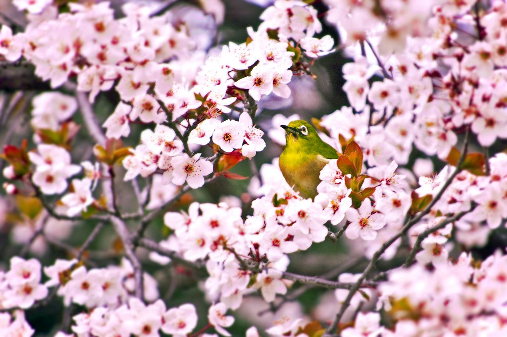 Starfire_Design's tweet image. It's officially the #FirstDayOfSpring - even if it doesn't feel like it in most places! Time to start planning and going out to enjoy the #beauty of #nature! #CherryBlossom