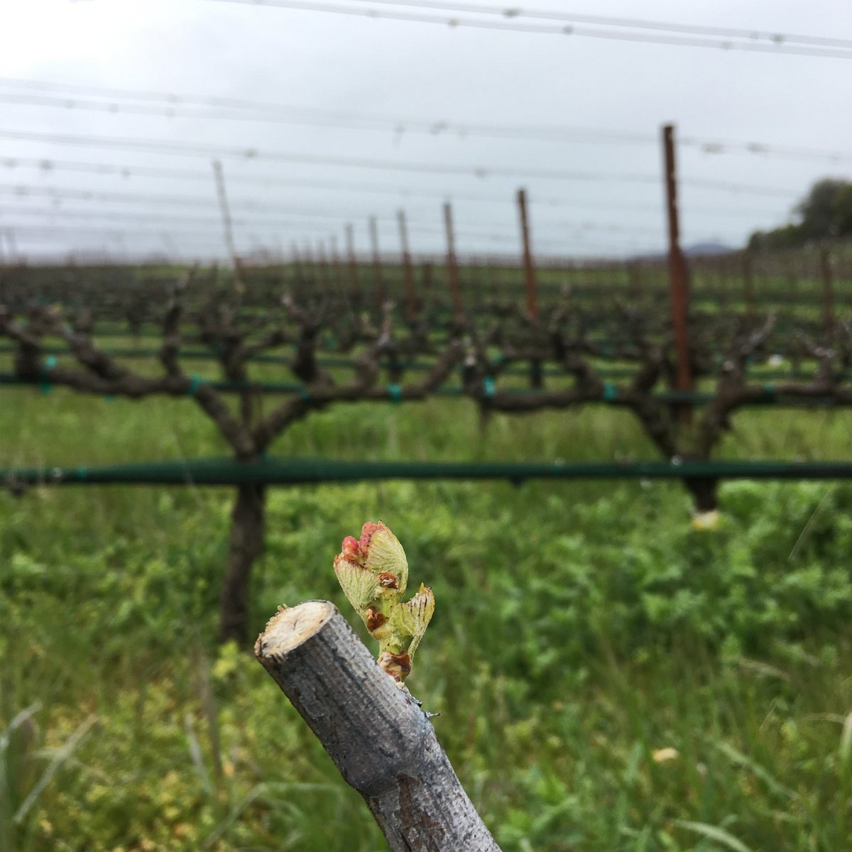It's the first day of spring and we couldn't be more excited! Our Old Wente selection of Chardonnay has seen budbreak and our vineyard is enjoying welcome rain showers today. 📷: Dave Wilson