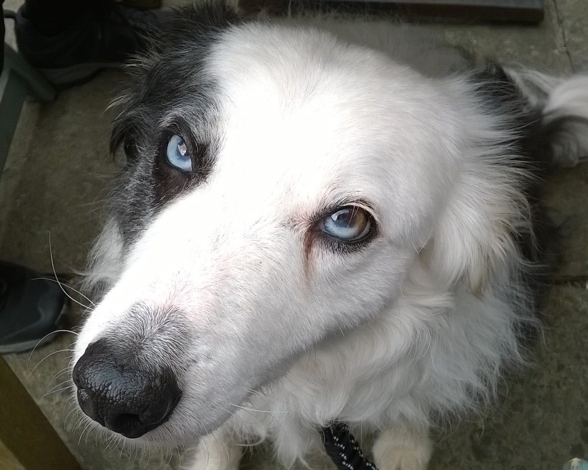 What Dog Breeds Have Long Black Eyelashes