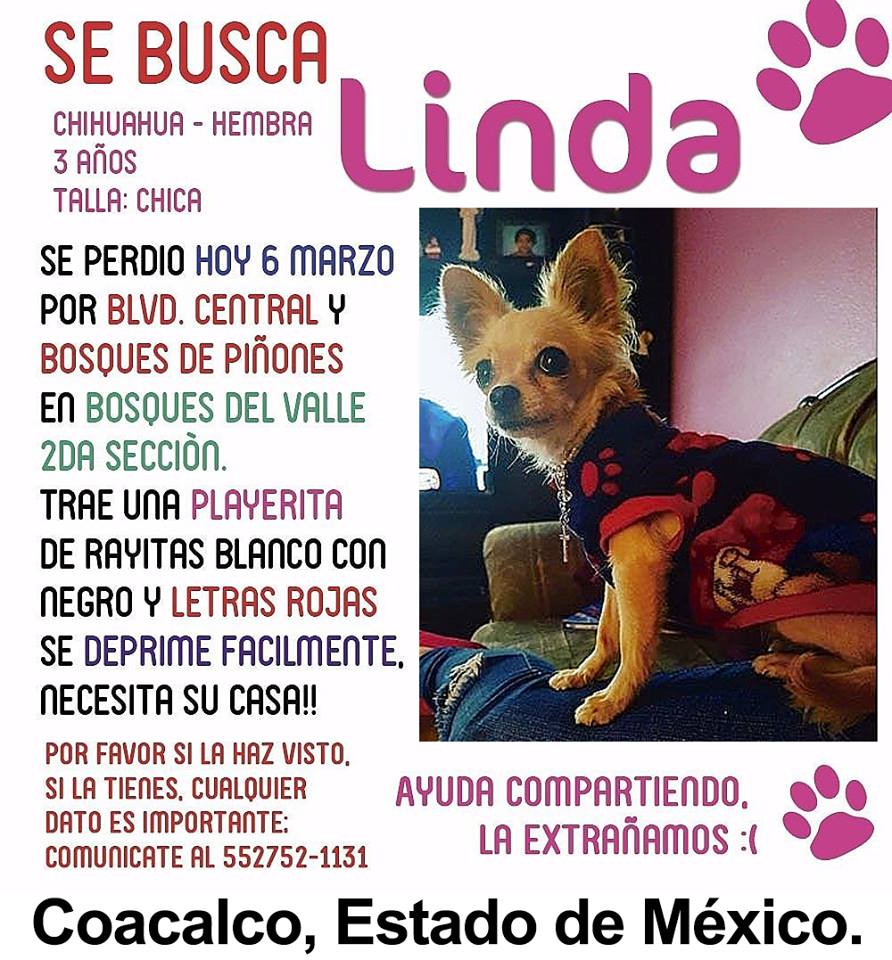 chica busca chica chihuahua