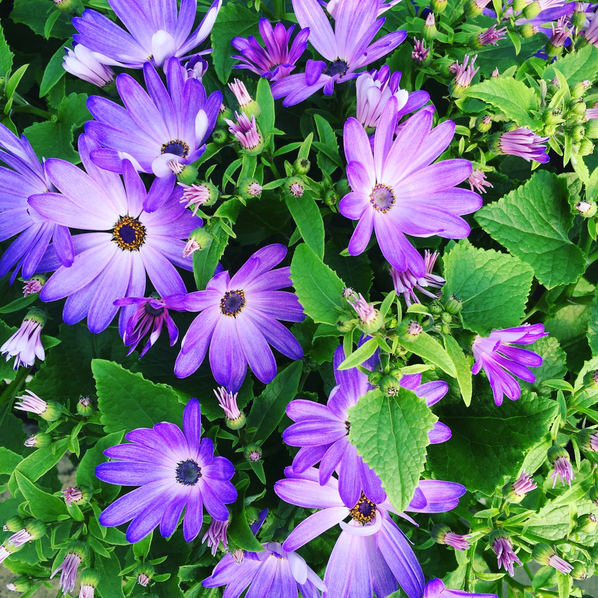 Plants always bring a smile to our face.. #InternationalHappinessDay #senetti #britishgrown