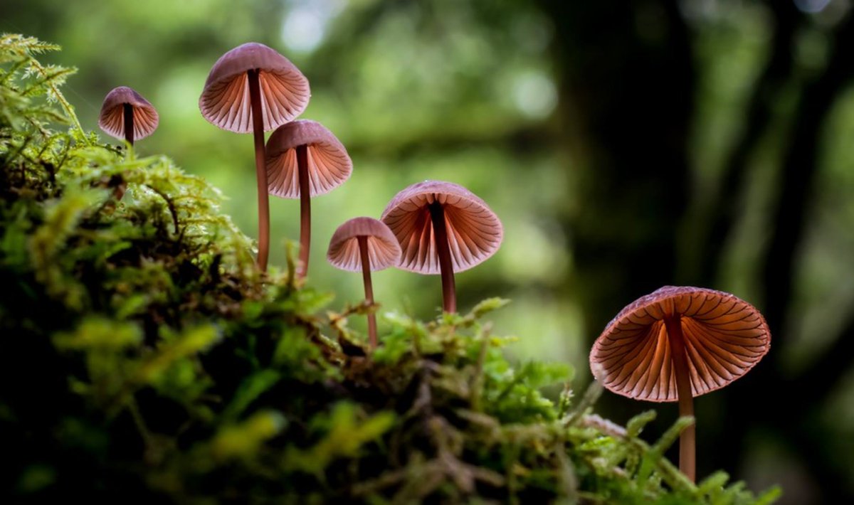 viewbug's tweet photo. A unique close up look to the world of 'Mushrooms'.
https://t.co/FdNuLUcXAy
Photo By ViewBug Pro: AshThomson https://t.co/tALjMVJcwU