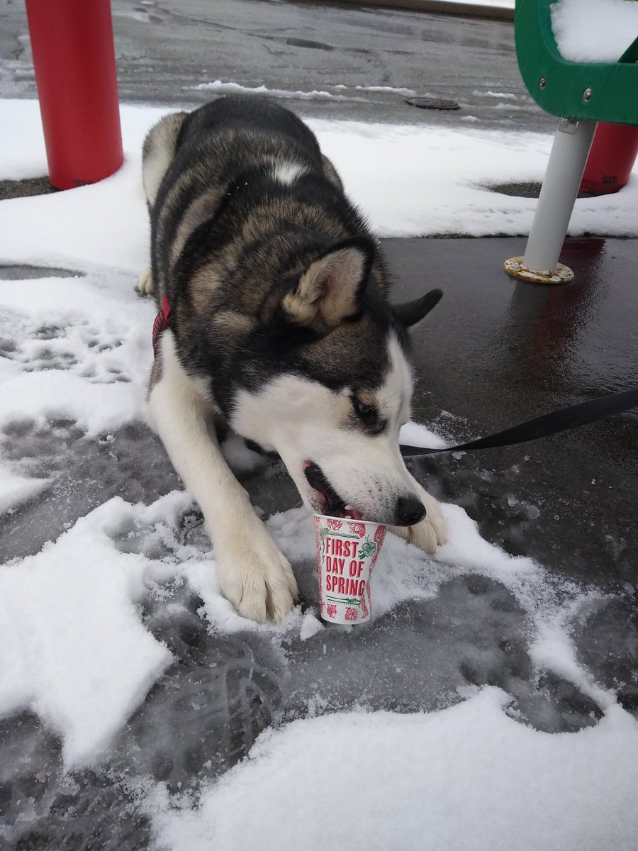 BatDogBogie's tweet photo. GUYS! IT'S SNOWING! AND THERE IS FREE ICE @RitasItalianIce! THE WORLD IS PERFECT TODAY! #FirstDayOfSpring #FreeIce https://t.co/xHo2mUNj2y