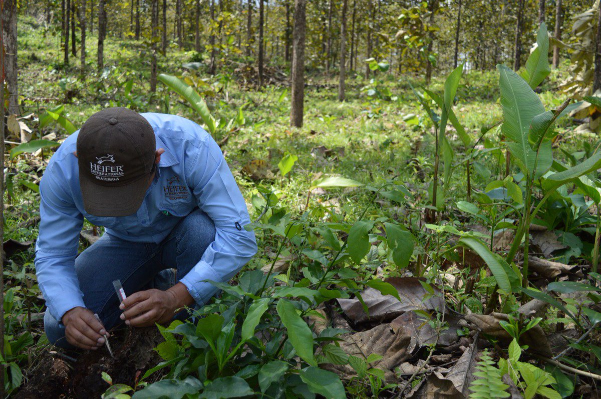 inabguatemala's tweet image. #INAB realiza Curso sobre el Manejo de Plagas Forestales en Plantaciones de Especies Latifoliadas en el Parque Municipal Las Conchas, Chahal, Alta Verapaz.

#INAB #PROFOR más bosques, más vida...