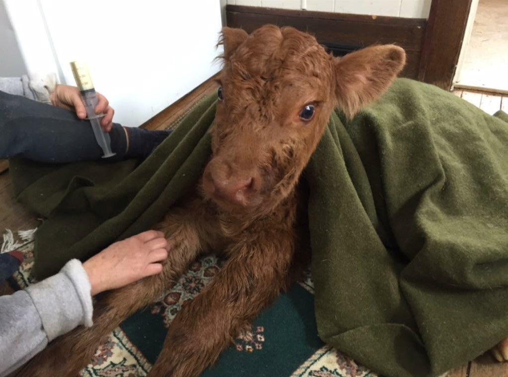 On this #agday2018 love seeing all the spring calves on my social media feeds #AgDay