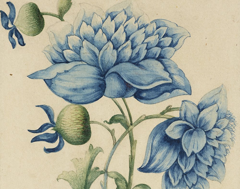 RAS_Soc's tweet image. Retweeted Ashmolean Museum (@AshmoleanMuseum):

Blue Poppies by Nasr Allah Naqqash c. 1870, Iran. Watercolour on paper #SpringEquinox