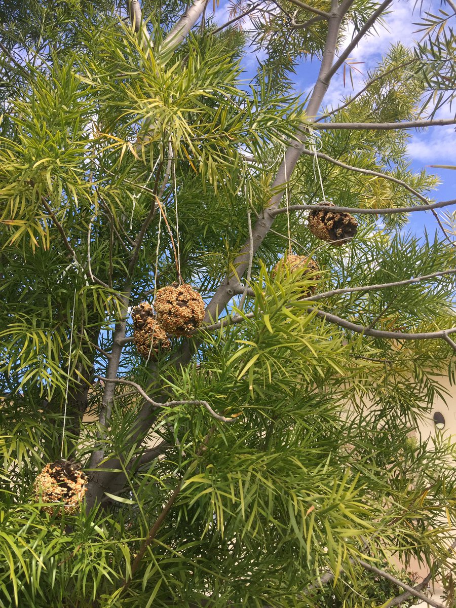 j_m_botica's tweet photo. This week: animals &amp; what they need to survive = pinecone bird feeder project! #crafts #learningthroughprojects https://t.co/28yC4Zzfav