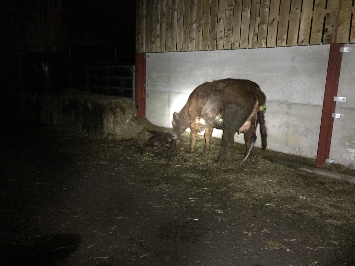 Words leave me!!! Maiden heifer gets out and decides to have her calf outside. Not where I wanted it, but all is good with live calf. I decided to leave it to be licked and I’ve come back to it and she has lied on it!!!!!!!!!!!!!!! #farming #needssomeluck #thoughtonlysheepdidthis