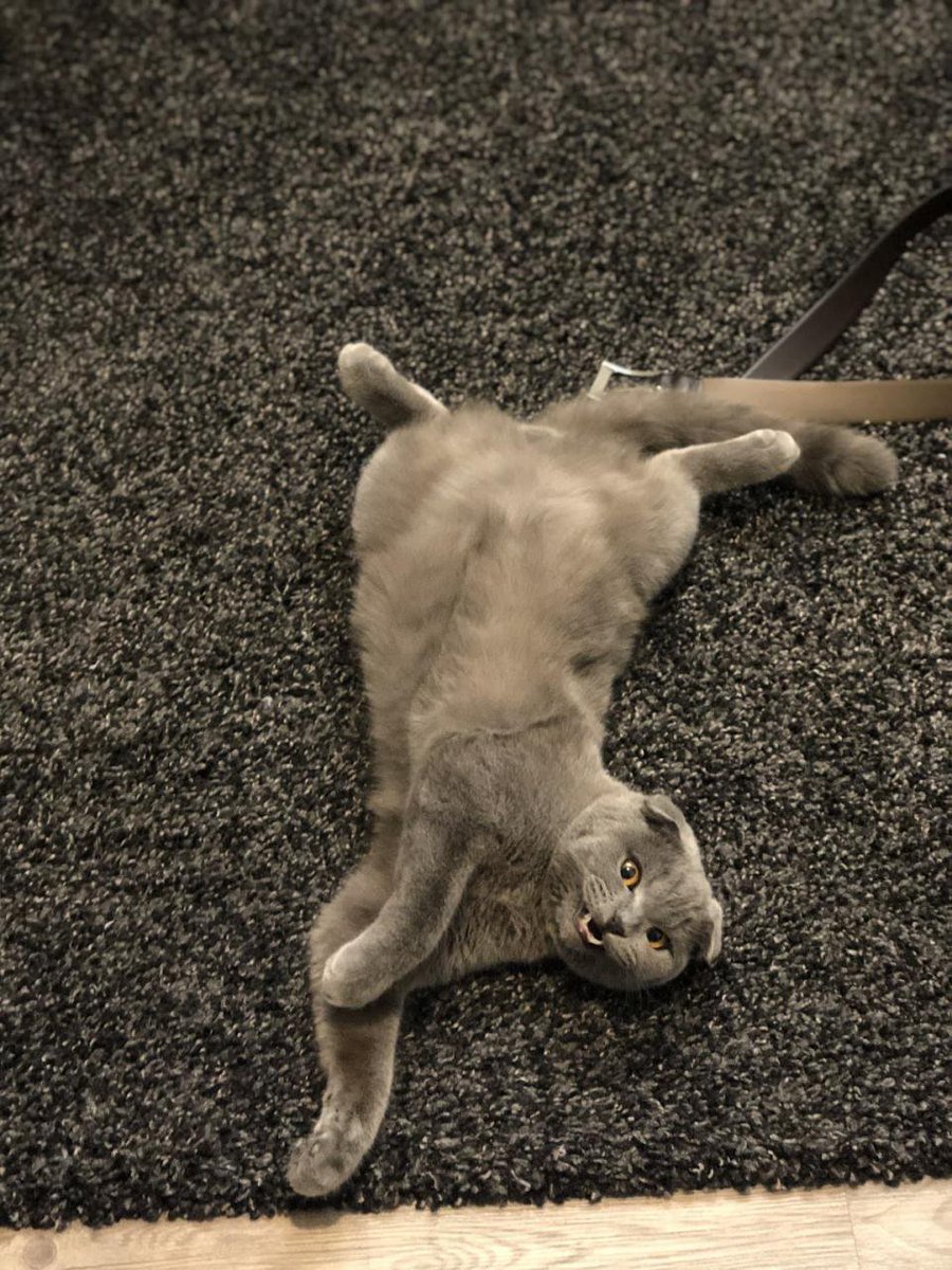 such wonderful creatures