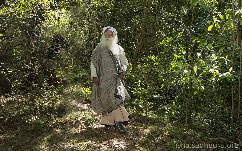 If you spend time in the forest, you will realize that you are just one more life. It's a huge spiritual step to feel for life around you the way you feel about yourself. #SadhguruQuotes