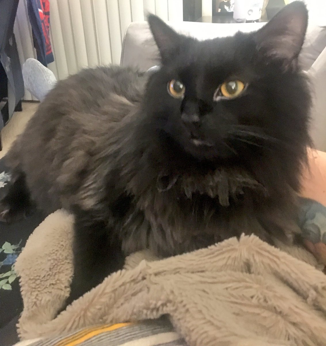 BubbaTheCat09's tweet photo. I had a great day, napped 😴 on my mom all day #NationalNappingDay #ILoveMyMom #catlife https://t.co/NtLR9UHwKs