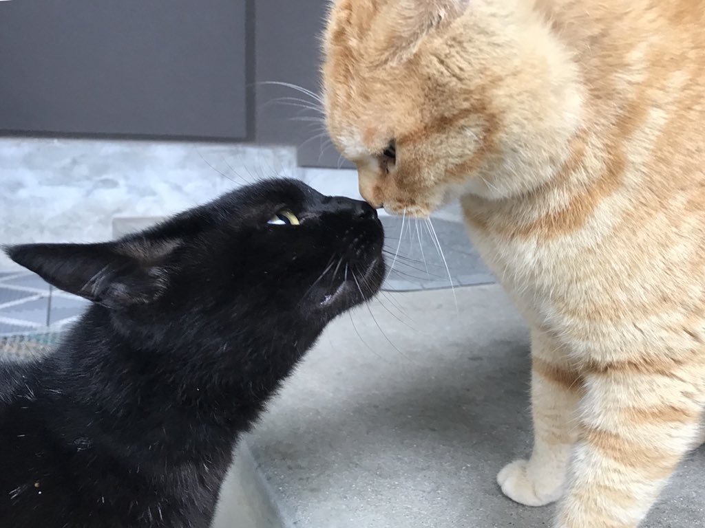 尾道市立美術館 鼻キス H3003 スタッフ撮影の美術館周辺の猫スナップをご紹介します にゃんとも猫だらけニャン Ep3 不定期配信 尾道 千光寺公園 尾道市立美術館 猫 黒猫 にゃんとも猫だらけ Cat T Co 6o0tqk74bx Twitter