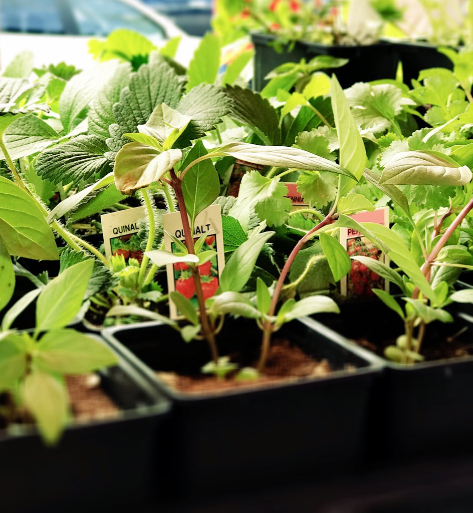 DallasFarmer's tweet photo. It’s time to plant ‘em! 🌱 https://t.co/OHKpkZKEQr
