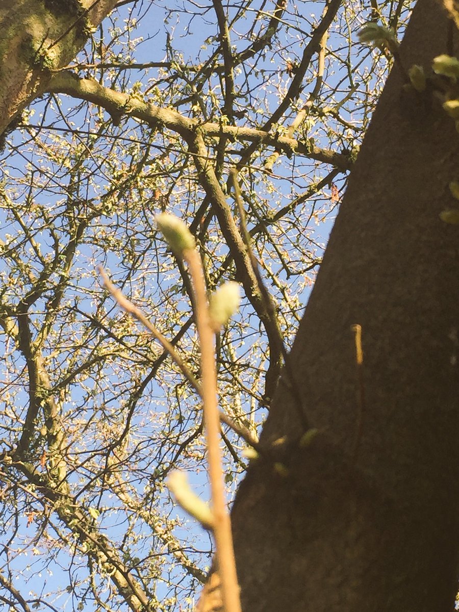 katie_forsberg's tweet image. Talking technology in Oregon. #hazelnuttrees #Answertech