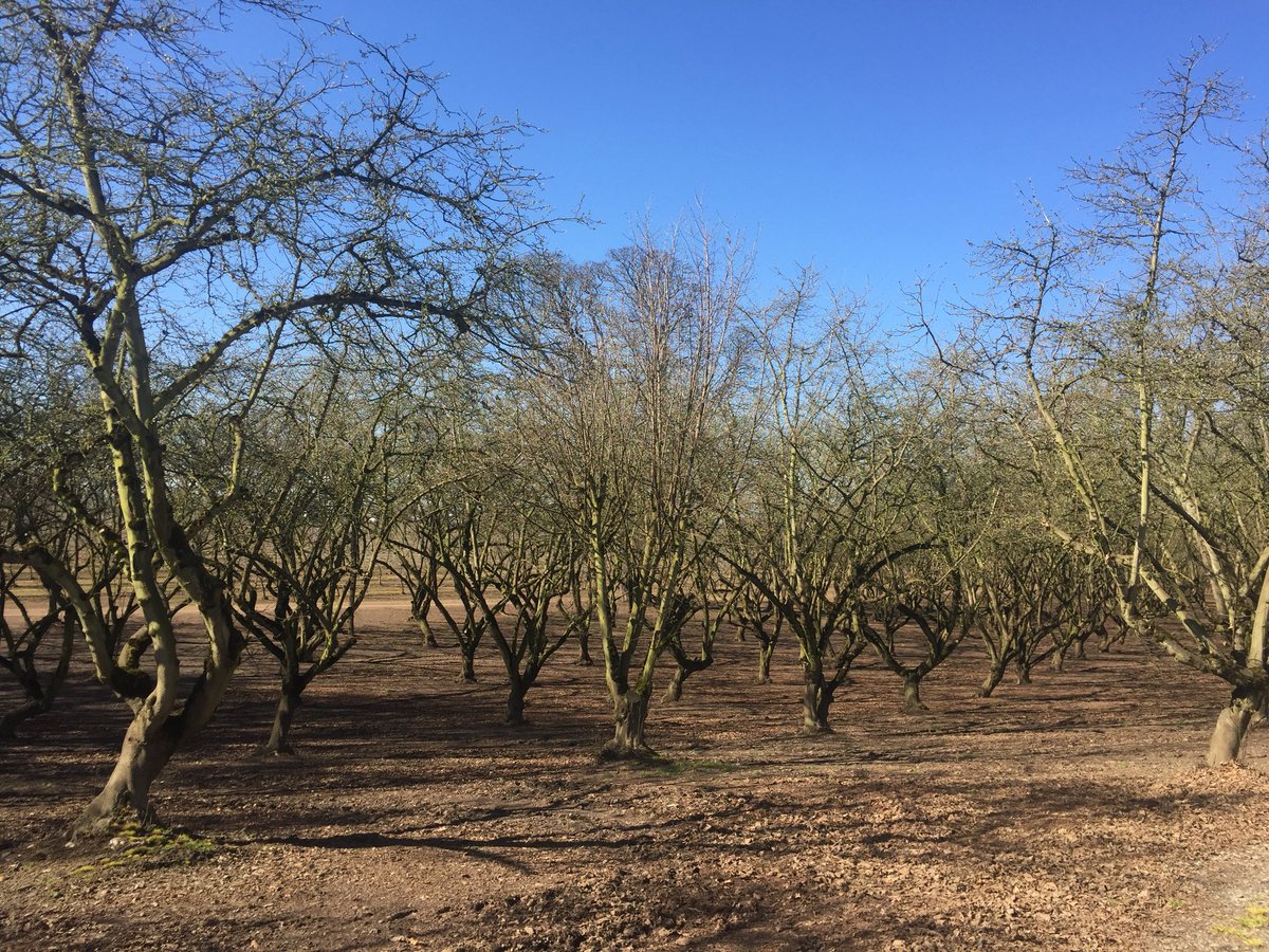 katie_forsberg's tweet image. Talking technology in Oregon. #hazelnuttrees #Answertech