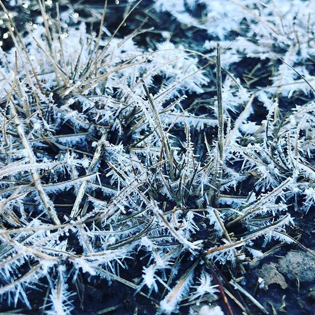 bellpi_km36's tweet photo. #霜柱 #きれい 踏むのもったいなくてそのままにしたよ。
#frostcolumns #needleice #iceneedles
Needle ice appears when it's cold.
#japan #hokkaido #coldhere #beautiful
#follow4follow #followback #f4f https://t.co/ujOpyWzPmo https://t.co/mBKwcXTvWU