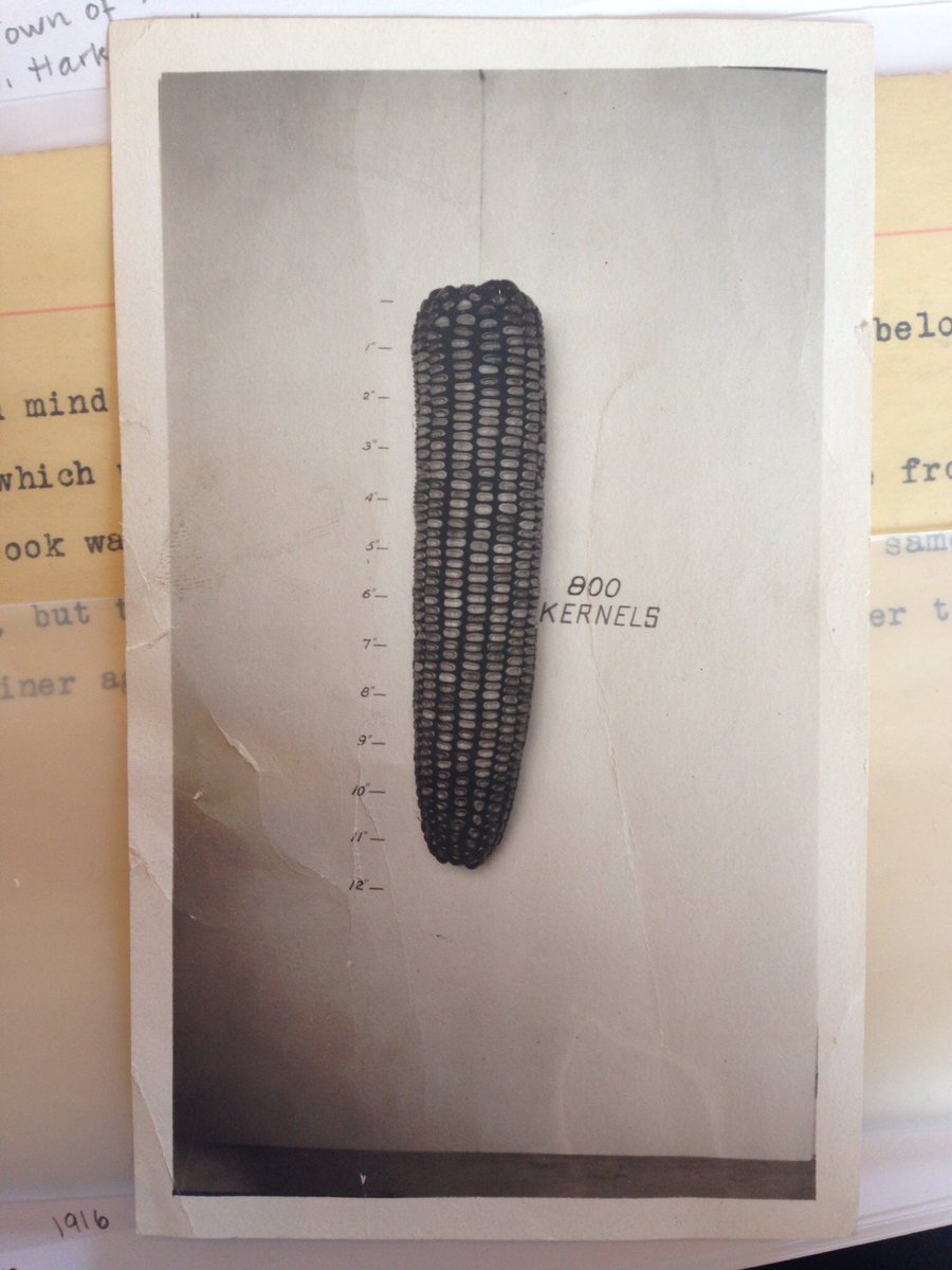 TheAliceTMuseum's tweet photo. Happy #NationalAgDay from this photo of an ear of corn. #archives #corm https://t.co/asvKSl4kns