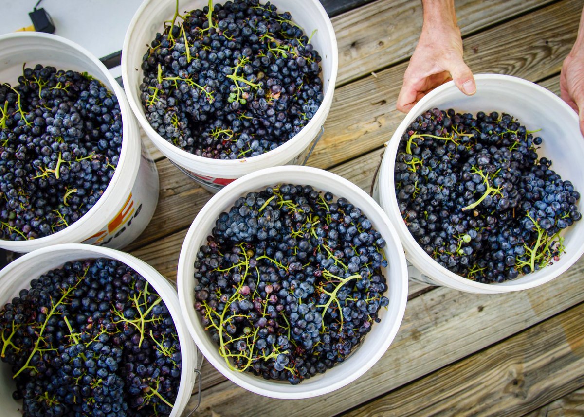 NMWines's tweet photo. Happy National Agricultural Day! Today we celebrate all that is agricultural, which makes our New Mexico wines great!
.
.
#VivaVino #NMWine #newmexicowine #agriculture #landofenchatment #newmexico #wine #AgDay18 https://t.co/DV9DVpllI3