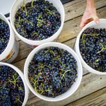 Photo by New Mexico Wine (@NMWines)