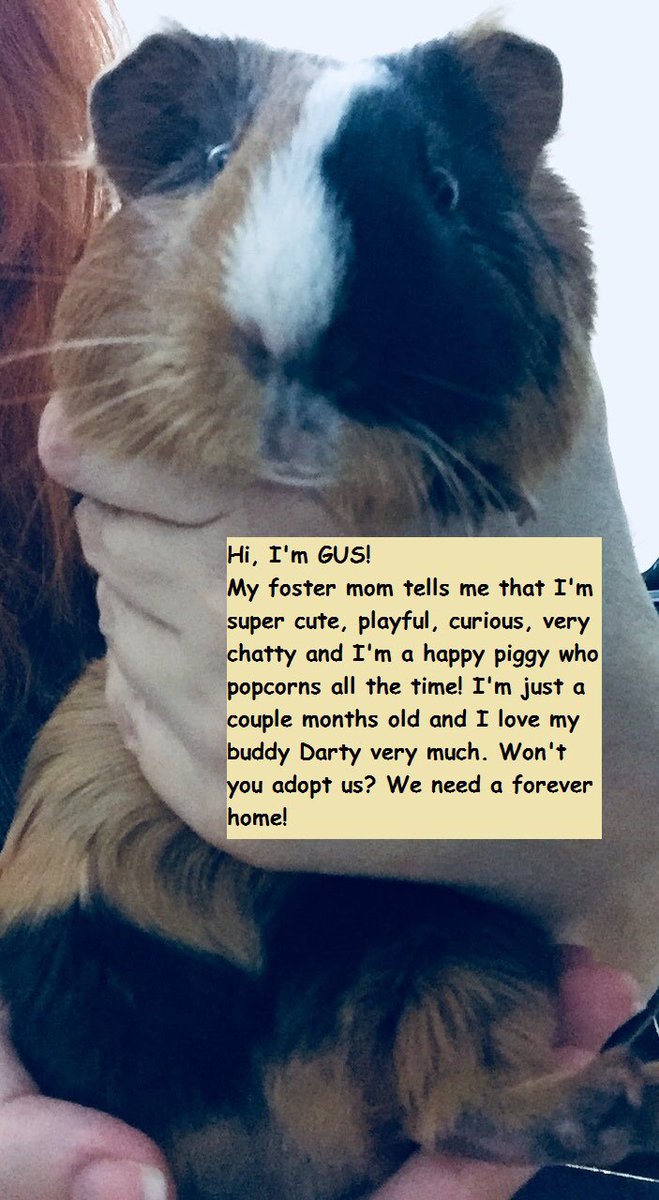 LAGuineaPigResc's tweet image. We can’t believe this bonded pair of boys are still available!!! Maybe you missed their debut as “Bachelors of the Wheek”??? This stunning pair needs a mellow family who will spoil them in their new forever home. Darty and Gus deserve a second chance #AdoptDontShop #guineapig