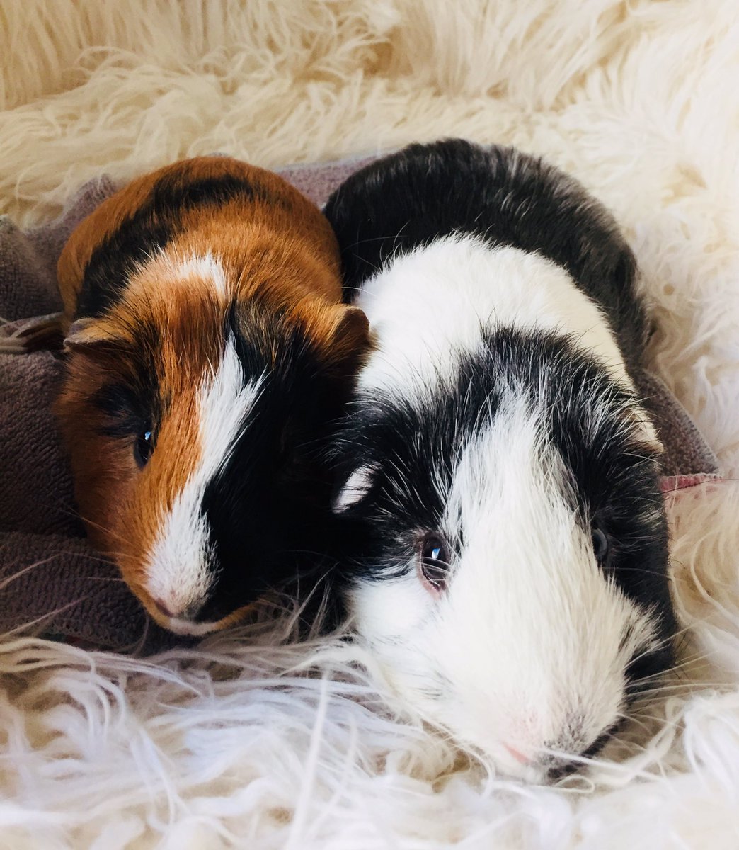 LAGuineaPigResc's tweet image. We can’t believe this bonded pair of boys are still available!!! Maybe you missed their debut as “Bachelors of the Wheek”??? This stunning pair needs a mellow family who will spoil them in their new forever home. Darty and Gus deserve a second chance #AdoptDontShop #guineapig