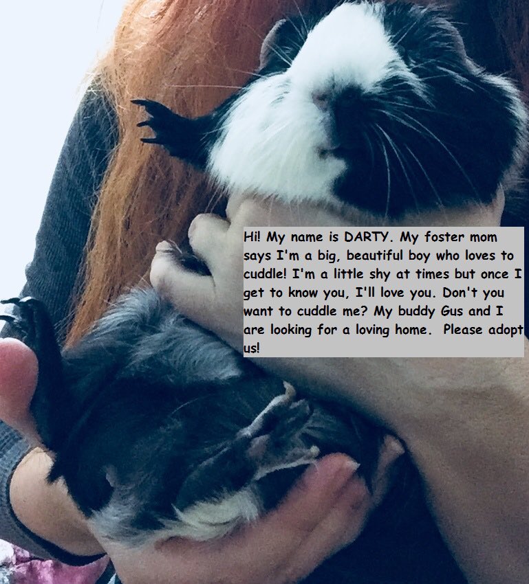 LAGuineaPigResc's tweet image. We can’t believe this bonded pair of boys are still available!!! Maybe you missed their debut as “Bachelors of the Wheek”??? This stunning pair needs a mellow family who will spoil them in their new forever home. Darty and Gus deserve a second chance #AdoptDontShop #guineapig