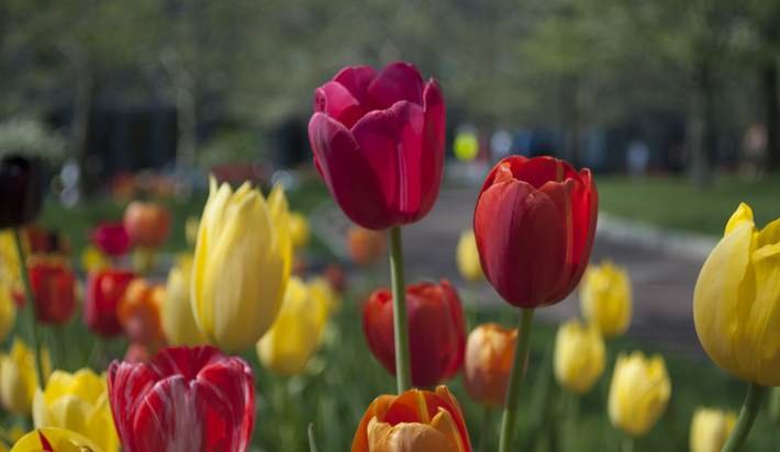 DarrellHouston7's tweet image. It's time to get those tulips in the ground. Here's how: otbd.it/pcdVq9qP