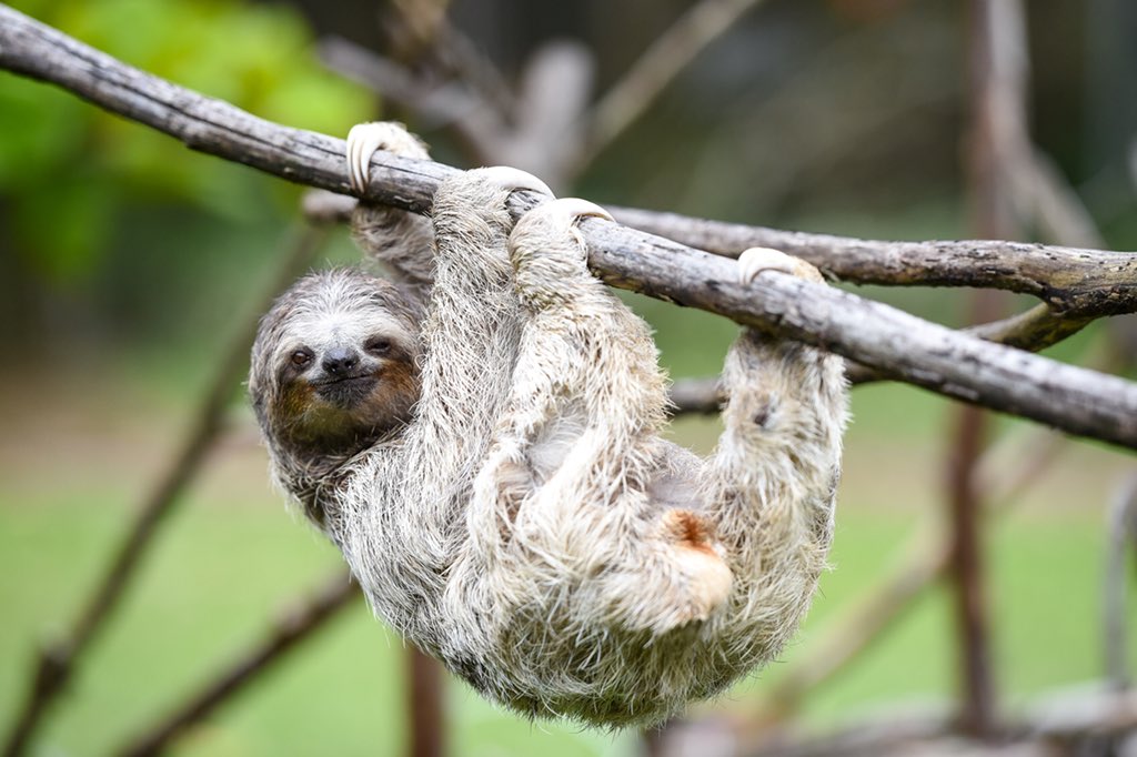 TheSatoshiSloth's tweet photo. I thought some of you “Self Trained Crypto Experts” would like to see how I feel about some of your bearish trend lines. They make great napping branches... #bitcoinchart #Bitcoin #BTC $BTC #SatoshiSlothisindifferent #BacktoNapping https://t.co/Z695vP1UV3