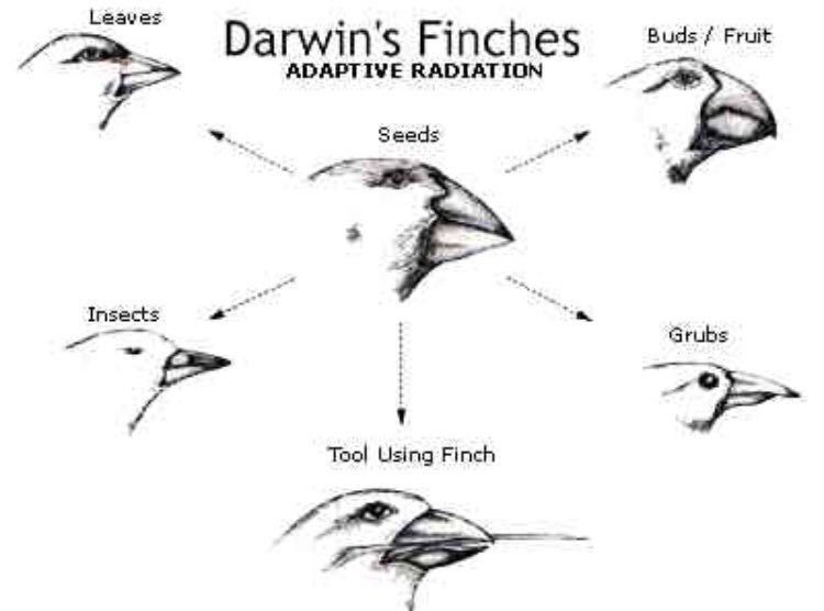 FLHS_annief's tweet photo. When there are smaller seeds on the Galápagos Islands, finches with smaller beaks eat more efficiently than finches with larger beaks. So, the next generation of finches would have smaller beaks over larger ones. #naturalselection #darwin https://t.co/s0F8Y3PjC7