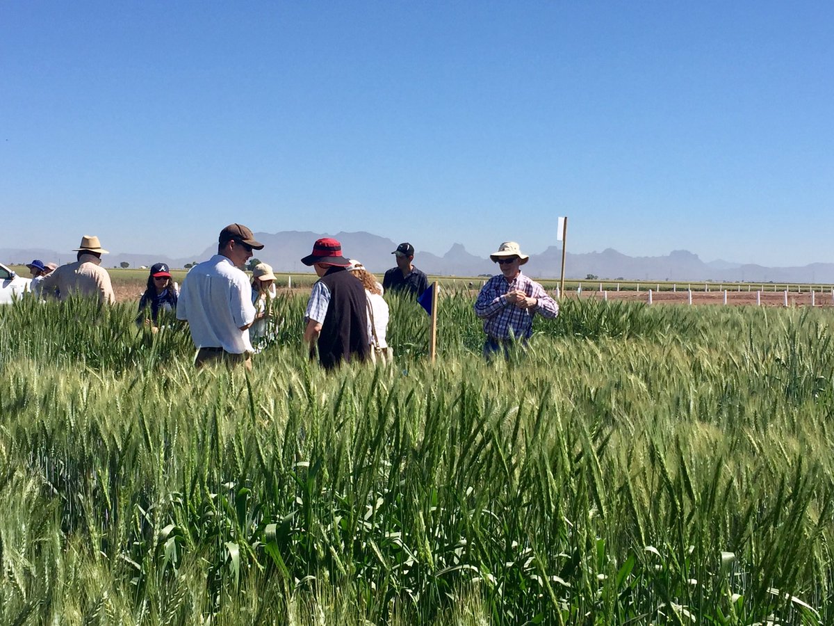 Checking out <a href="/IWYP_wheat/">IWYP</a> germplasm <a href="/CIMMYT/">CIMMYT</a>