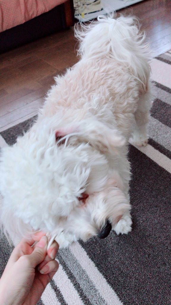 お久しぶりです💕
シンバは最近鹿の角が大好きです
🐕