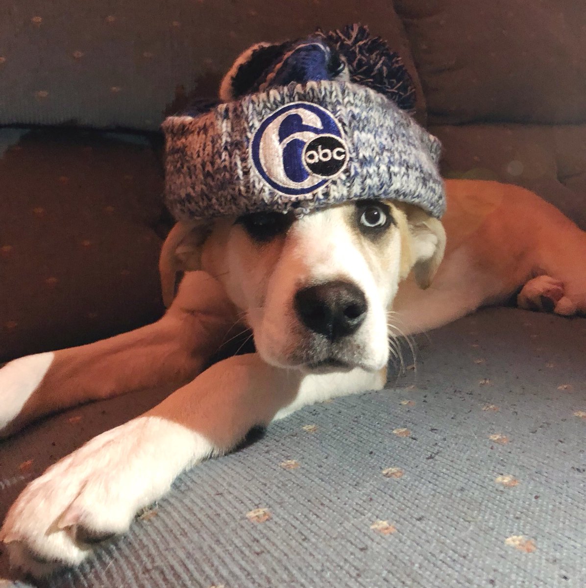 kgdfilms's tweet photo. @6abc waiting for her snow day 🐾 https://t.co/lPFgVUwem2