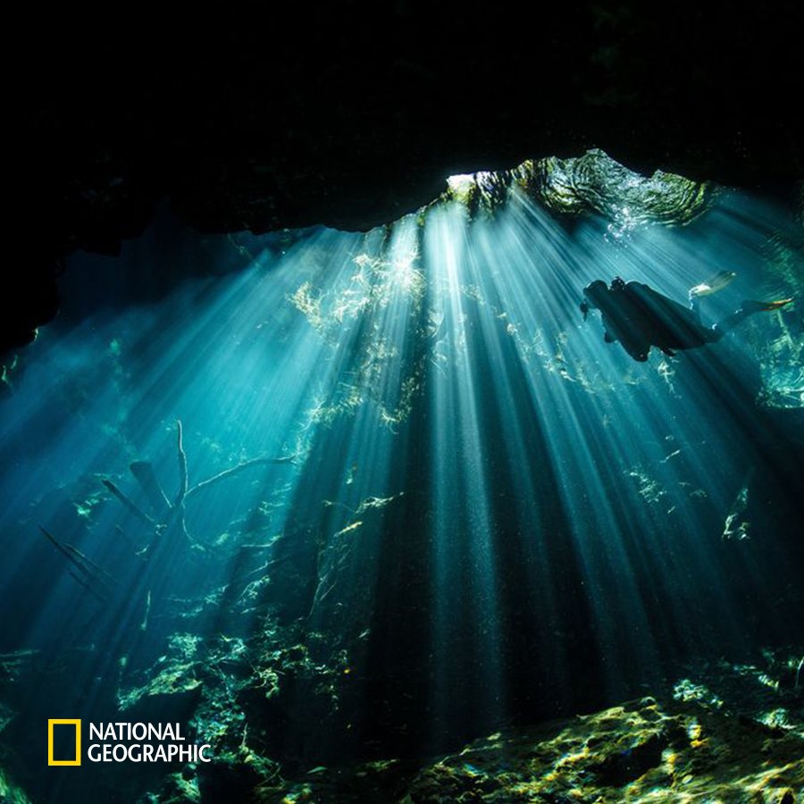 #NG오늘의포토
세노테라고 불리는 멕시코 칸쿤의 바닷속 동굴을 다이버가 유유히 헤엄치고 있습니다. 중앙아메리카에서 대서양을 향하여 돌출된 유카탄반도는 세노테가 흔히 발견되는 곳입니다. 고대 마야문명이 번성했던 이곳에서 마야인들은 세노테를 사후 세계로 향하는 문이라고 여겼다고 합니다.