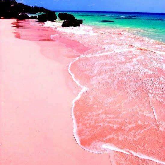 Travel Channel on X: Pink Sand Beach in Bermuda #beach #pinkbeach