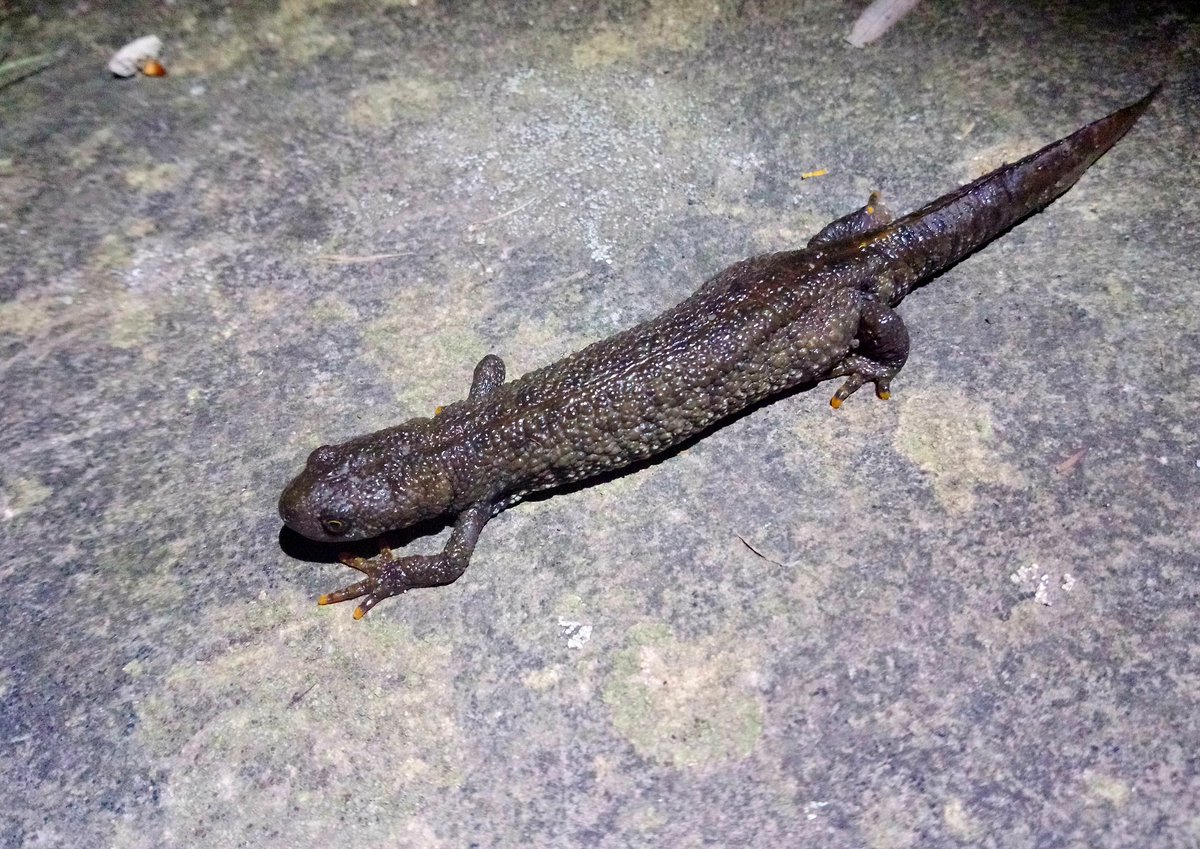 Sometimes #GreatCrestedNewt, #TriturusCristatus females can be found outside the ponds at night, so watch your steps and keep your eyes open!
#Comm4Cons
