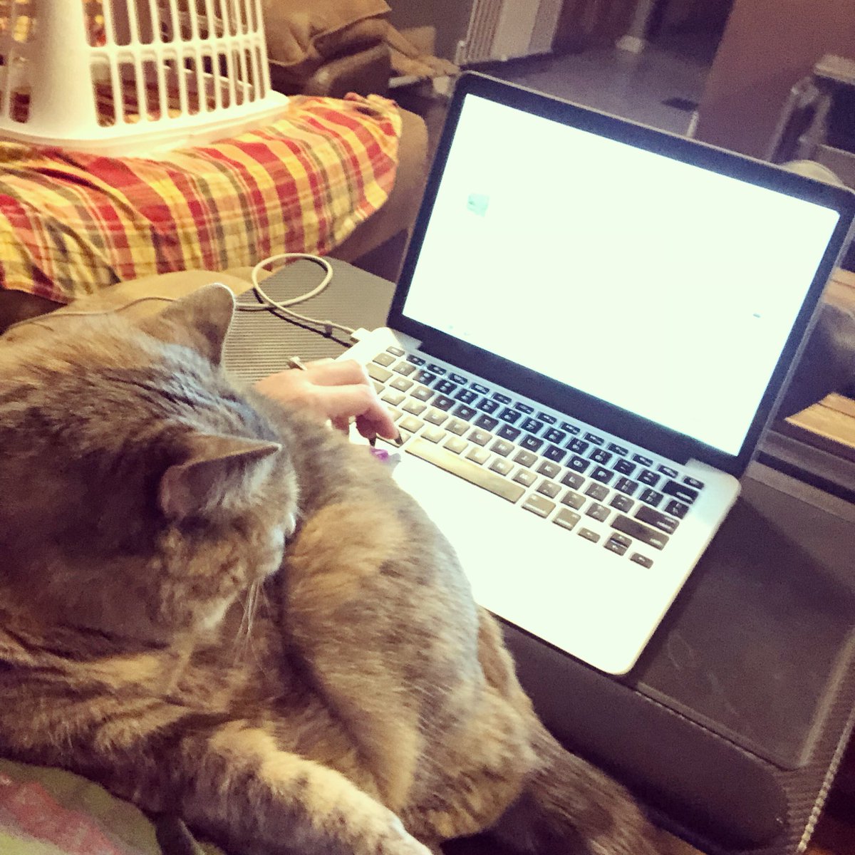 KrisTuckerBooks's tweet photo. This is productive!😂 

#amwriting #sortof #catstagram #authorkitty #indieauthor #author #writerlife #book #ebook #kindle https://t.co/Z373TdhTq6