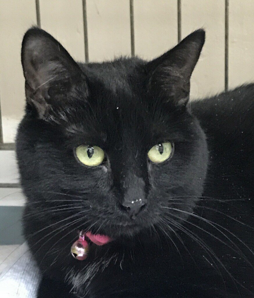 KittyConnection's tweet image. Bri is a beautiful, four-year-old cat who would love to be adopted. Check out her profile at kittyconnection.net Kitty Connection helps animals; consider making a donation today!