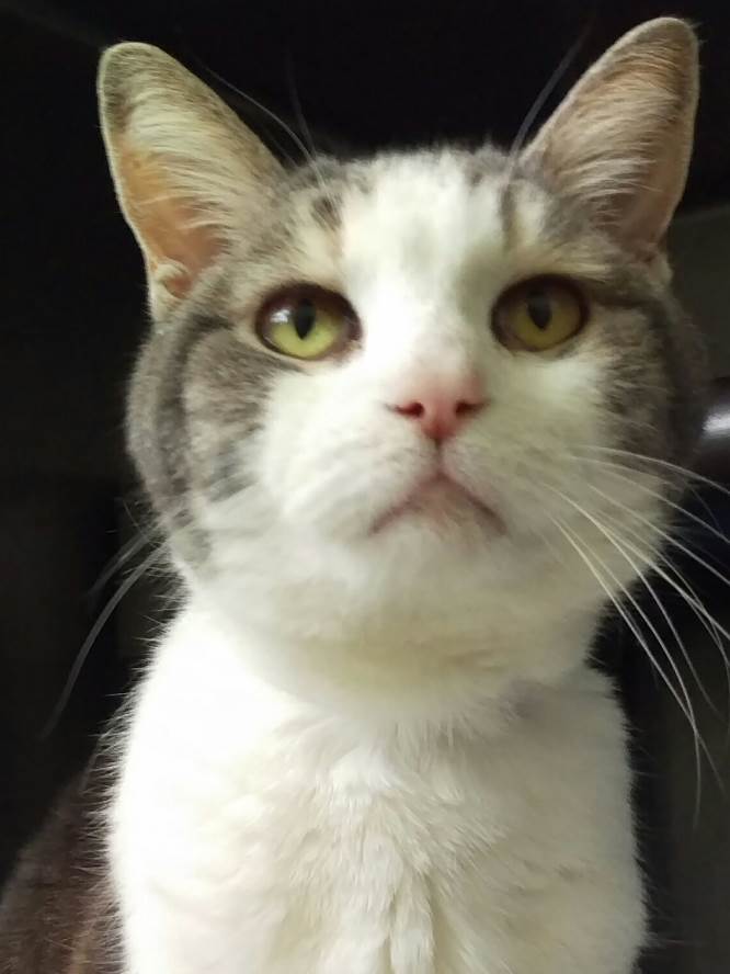 KittyConnection's tweet image. Adopt this adorable cat, Cherry, from Kitty Connection! @KittyConnection