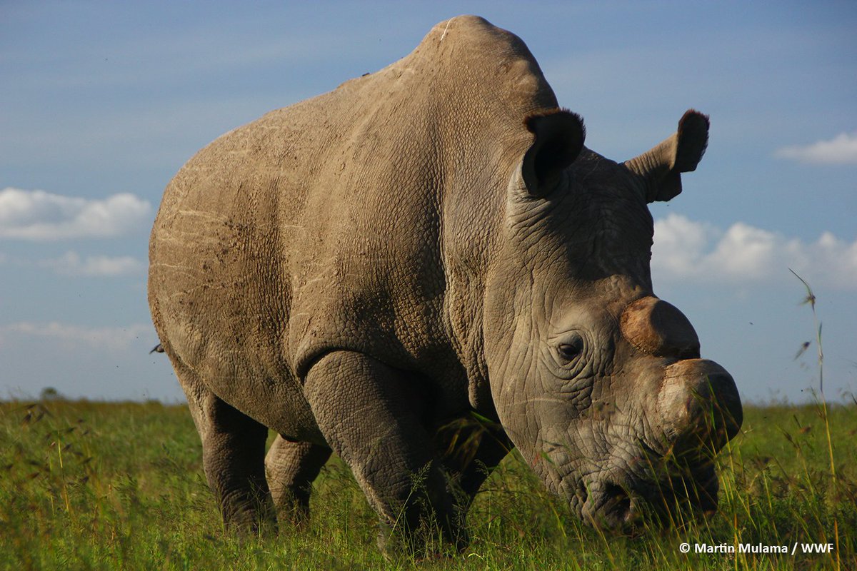 WWF_Mexico's tweet photo. Él era Sudán. Era el último macho de rinoceronte blanco del norte. Su muerte no solo marca el fin del camino para una subespecie, es también símbolo del inaceptable ritmo al que estamos perdiendo la biodiversidad del planeta. #SudanForever 🦏💔 https://t.co/fgL2KRFzOl