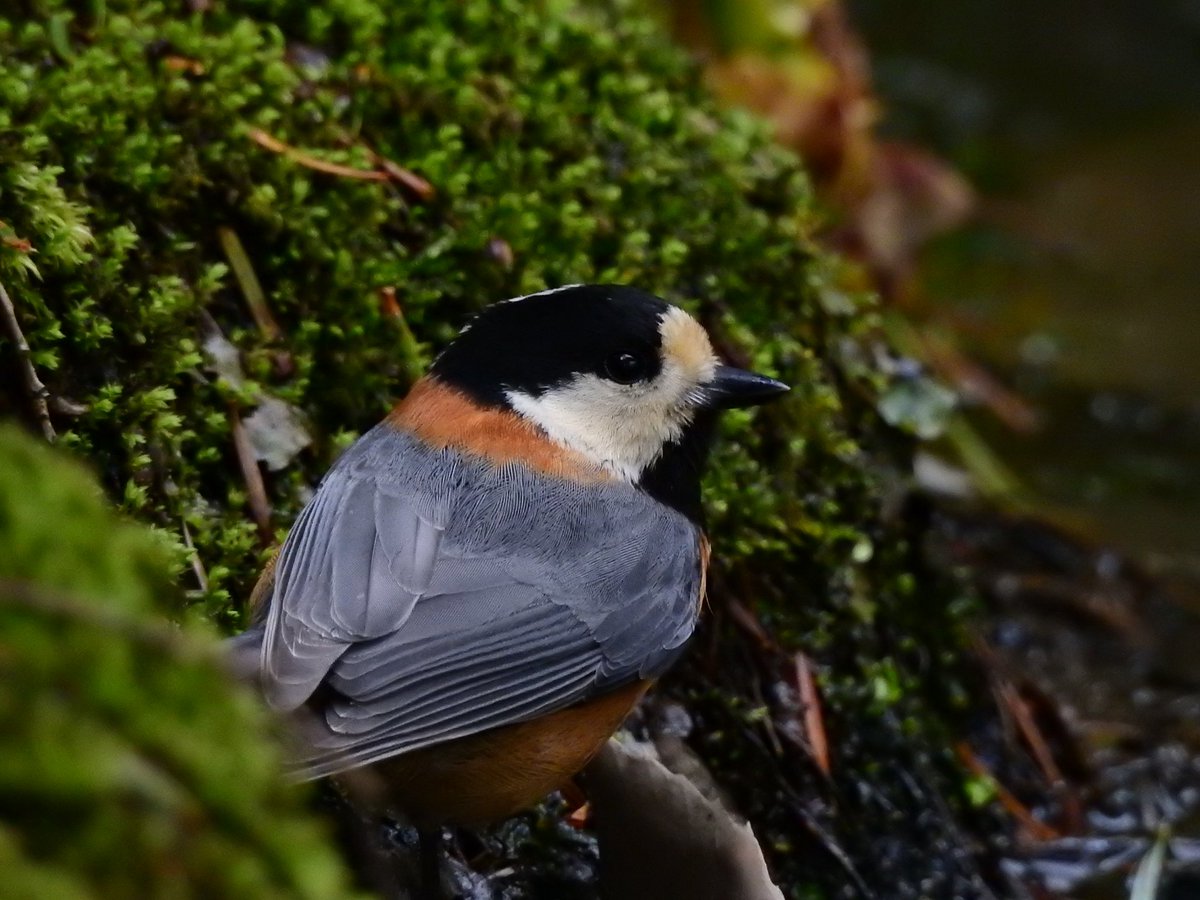 shitaka_bird's tweet photo. Varied Tit.
Mar,11,2018.Kenrokuen Garden,Kanazawa.#birding #birder #yamagara https://t.co/7JWXWu9LC7