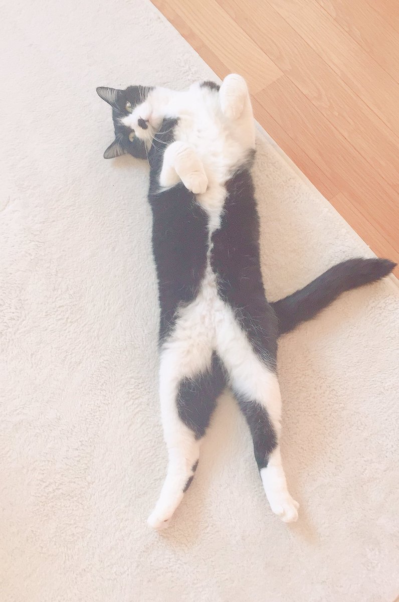 ロング猫、、、、