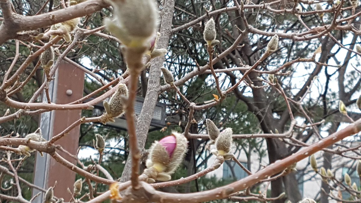 긴 추위를 견디고
목련이 막 꽃망울을 터뜨렸는데
춘분인 오늘 눈발이 날리고 춥습니다.

오늘은 기온이 떨어지고 
저녁 9시까지 비 또는 눈이 내립니다.
막바지 추위에 감기 조심하십시요.^^

#춘분