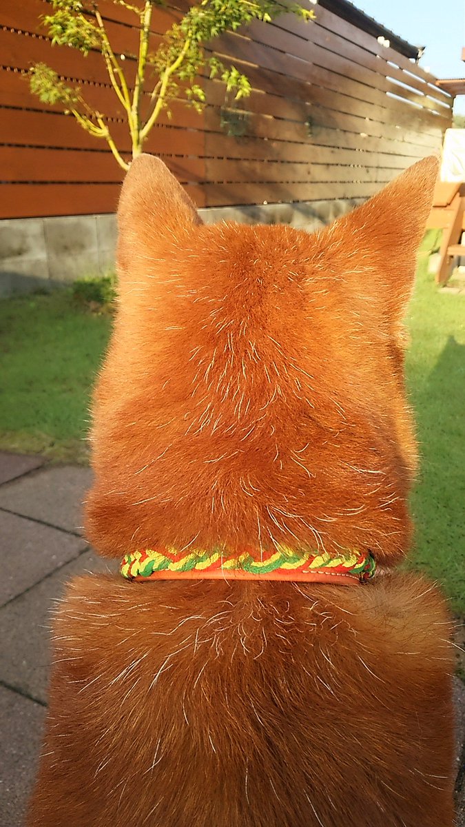 ট ইট র 美濃柴犬ウメ 日の当たり具合で毛の色が変わるのです 美濃柴犬 柴犬 甲斐犬 四国犬 紀州犬 北海道犬 秋田犬 日本犬 Shibainu Japanesedog