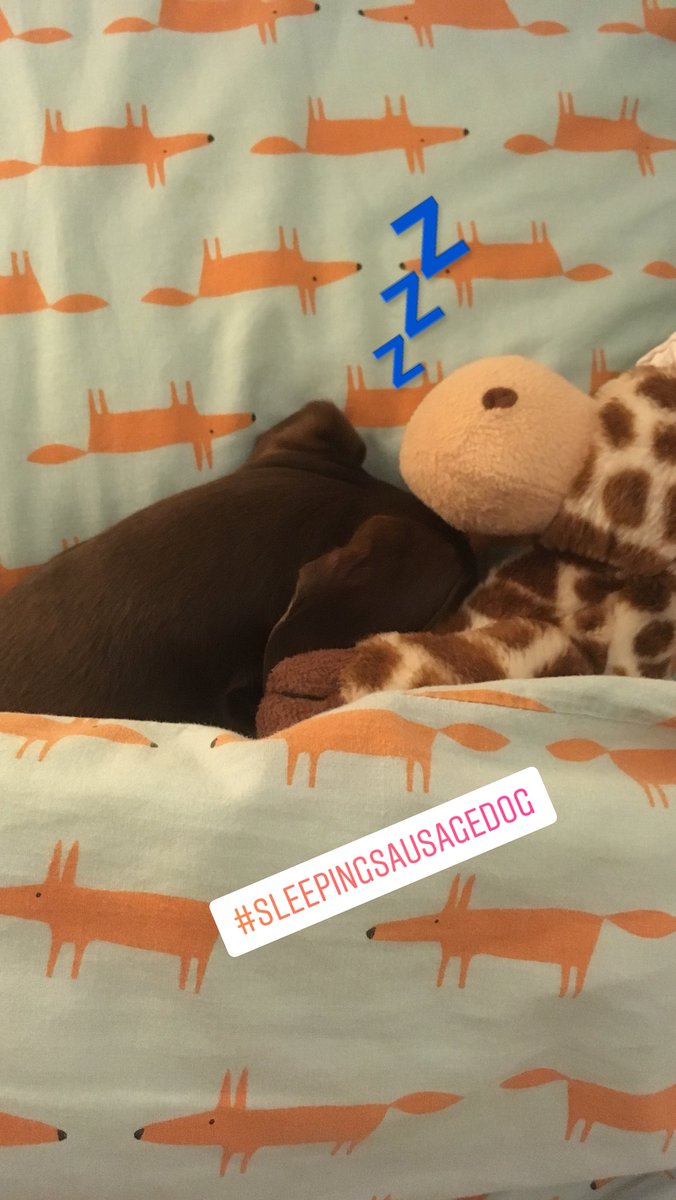 Sweet dreams Stanley 💤💤 #cutestdachshundpuppy #cutestdachshund #sausagedog #sleepingsausagedog #doxie #daxie #daxielove #dachshundsofinstagram #dachshundpuppy #dachshundoftheday