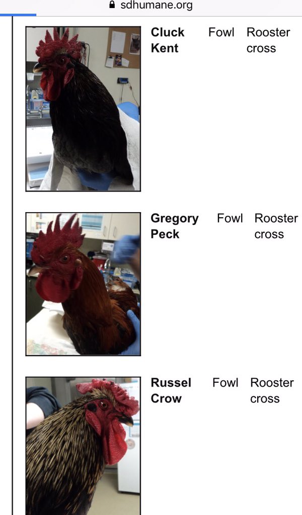 Duchess of Dutch Bros 👸🏻 tweet media