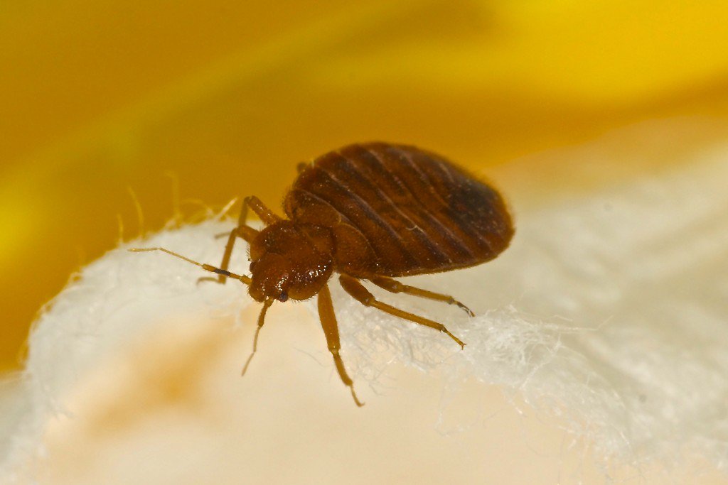 DecorDiary's tweet photo. Bed Bugs Gone For Good in One Method https://t.co/dzbpX4P43F https://t.co/gGMZ8WCwqY