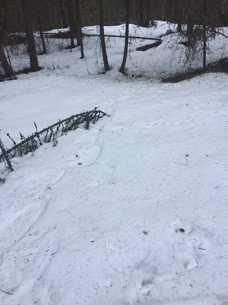harringtoncp's tweet photo. Have you seen my ball??? Salmon Arm first day of spring!! Greens are gonna be awesome!! @mmarino18 @jessecrowecpga @SalmonArmGC #longcanadianwinter https://t.co/JmELRXeVky
