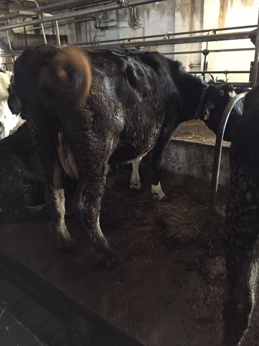 Условия содержания животных. Санитарные нормы содержания животных. Нарушение содержания животных. Нарушение содержания животных. Правила содержания животных.