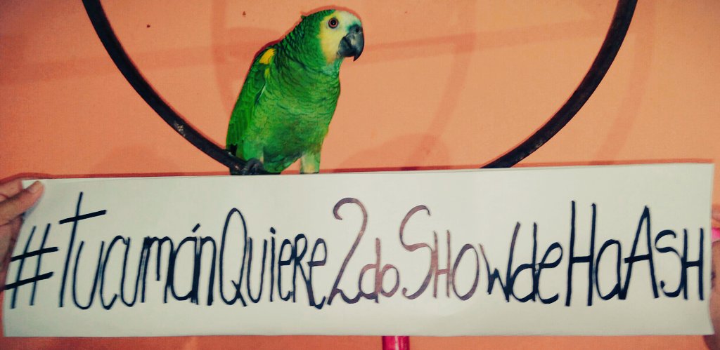 haashtucumanarg's tweet photo. #TucumánQuiere2doShowDeHaAsh @haashoficial @LauriaProd  #Poly 🐦💚 https://t.co/zGjRvvdchk